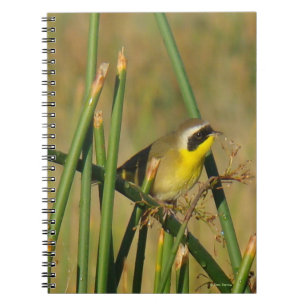 Cuaderno Reinita Común