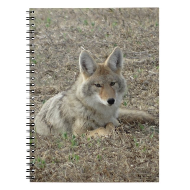 Cuaderno Rentabilidad del coyote R22 (Frente)