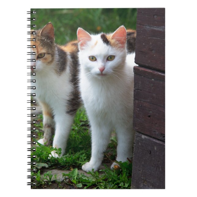 Cuaderno Reproducción de gatos (Frente)