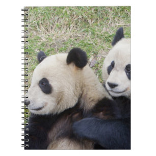 Cuaderno Reserva Wolong, China, Oso panda gigante abrazando