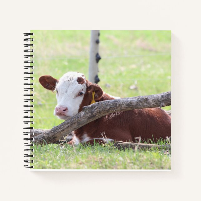 Cuaderno Resting Hereford Calf (Anverso)