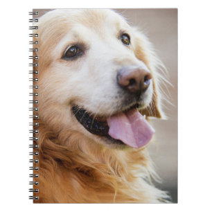 Cuaderno Retiver dorado, perro, perro feliz