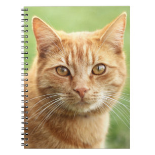 Cuaderno Retrato anaranjado lindo del gato