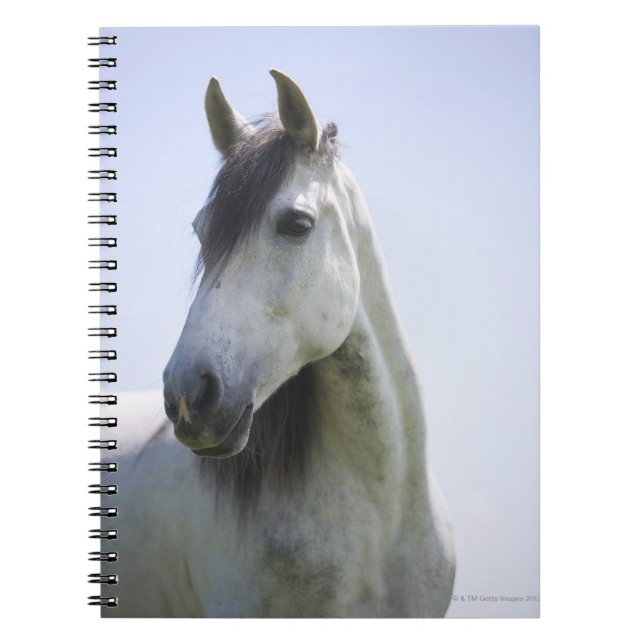 Cuaderno retrato de caballo blanco (Frente)