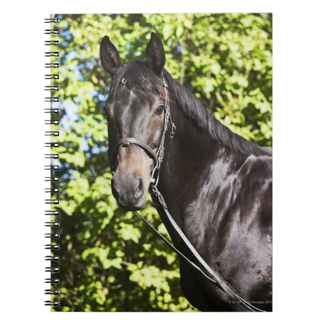 Cuaderno retrato de caballo marrón 2 (Frente)