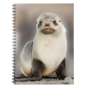Cuaderno Retrato de cría de foca en la playa