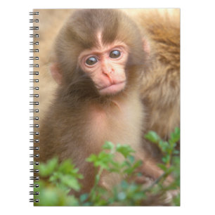 Cuaderno Retrato de cría de mono de la nieve