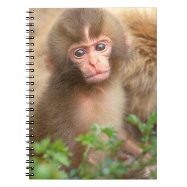 Cuaderno Retrato de cría de mono de la nieve (Frente)