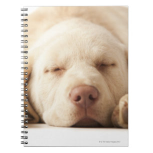Cuaderno Retrato de estudio de Yellow Labrador Retriever