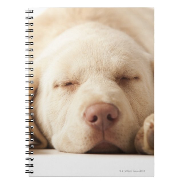 Cuaderno Retrato de estudio de Yellow Labrador Retriever (Frente)