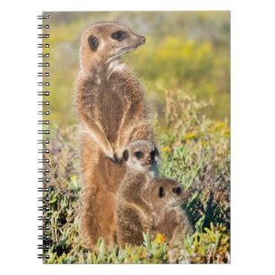 Cuaderno Retrato de familia de suricatas