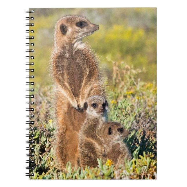 Cuaderno Retrato de familia de suricatas (Frente)