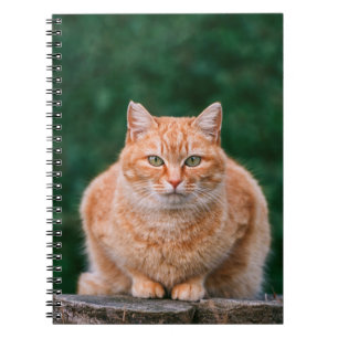 Cuaderno Retrato de gato atigrado naranja en tocón de árbol