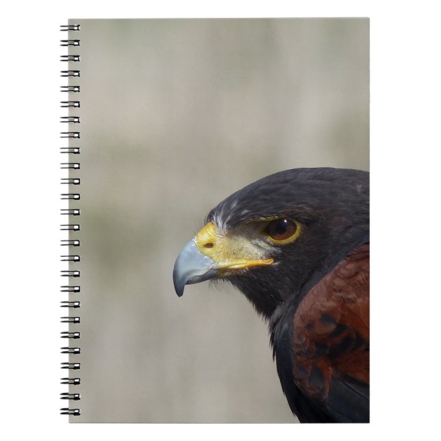 Cuaderno retrato de halcón de Harris (Frente)