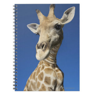 Cuaderno Retrato de la jirafa (Giraffa Camelopardalis)