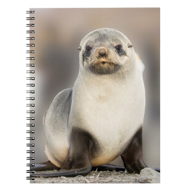 Cuaderno Retrato de la protección de focas en la playa (Frente)