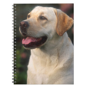Cuaderno Retrato De Labrador Recuperador, Hilton