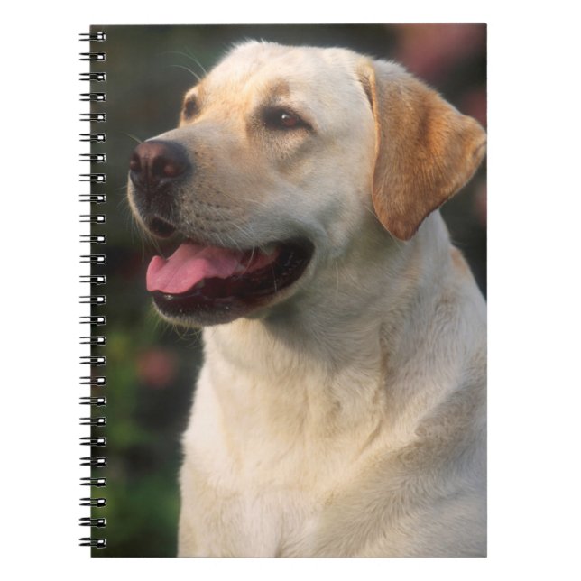 Cuaderno retrato de Labrador Retriever, Hilton (Frente)