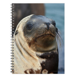 Cuaderno Retrato de león marino