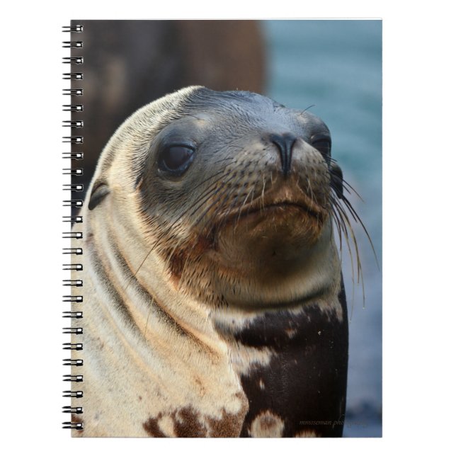 Cuaderno Retrato de león marino (Frente)