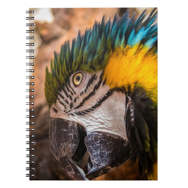 Cuaderno Retrato de macao azul y amarillo (Frente)