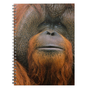 Cuaderno Retrato de Orangután macho, Georgia, EE. UU.