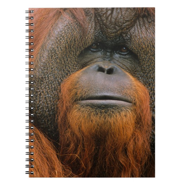 Cuaderno Retrato de Orangután macho, Georgia, EE. UU. (Frente)