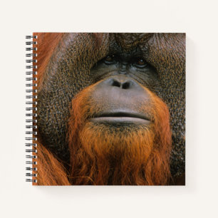 Cuaderno Retrato de Orangután macho, Georgia, EE. UU.