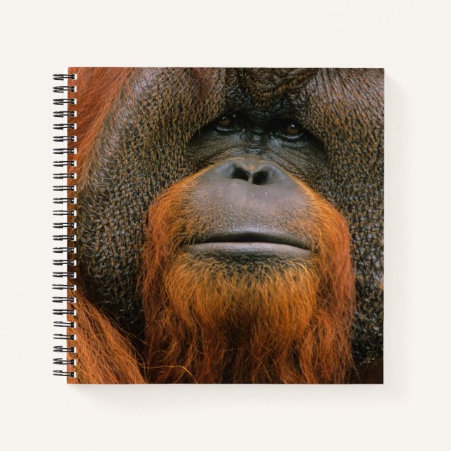 Cuaderno Retrato de Orangután macho, Georgia, EE. UU. (Anverso)