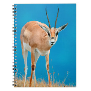 Cuaderno Retrato de oveja de gacela de Grant (Gazella Grant