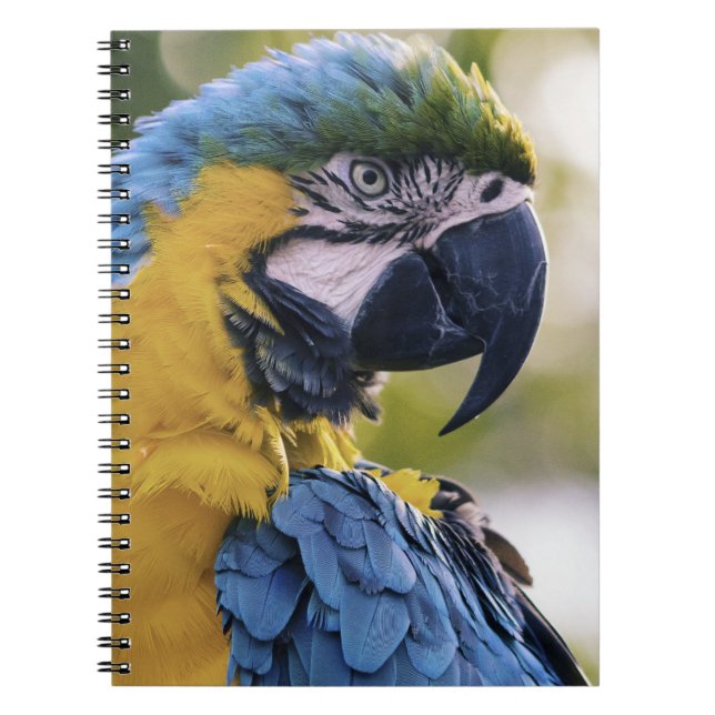 Cuaderno Retrato de perfil de loro de Macaw (Frente)
