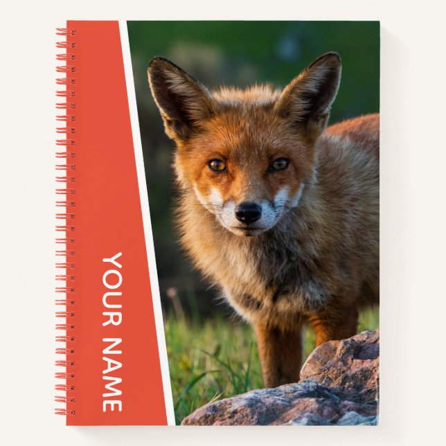 Cuaderno Retrato de Red Fox Closeup Photo Sunset Australia (Anverso)
