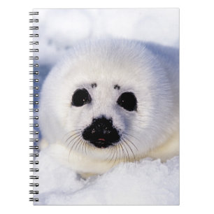 Cuaderno Retrato de un arpa de sellado