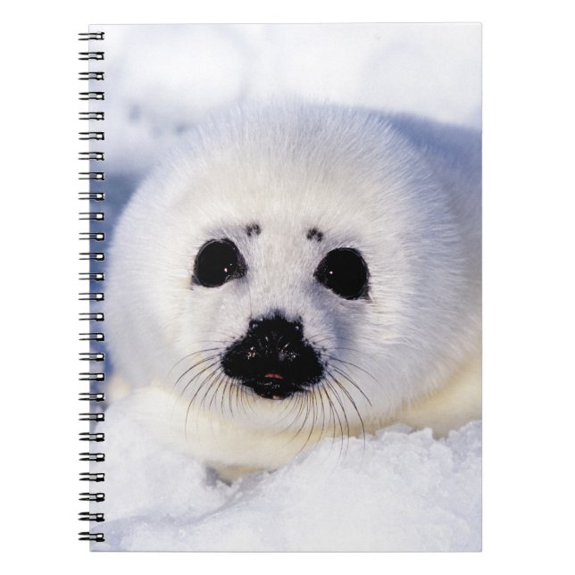 Cuaderno Retrato de un arpa de sellado (Frente)