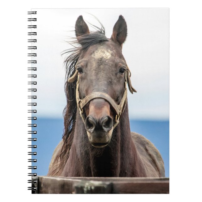 Cuaderno Retrato de un caballo (Frente)