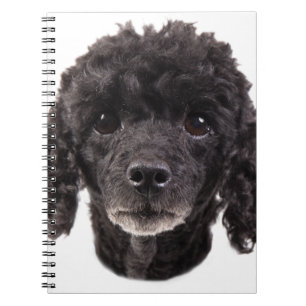 Cuaderno Retrato de un caniche negro