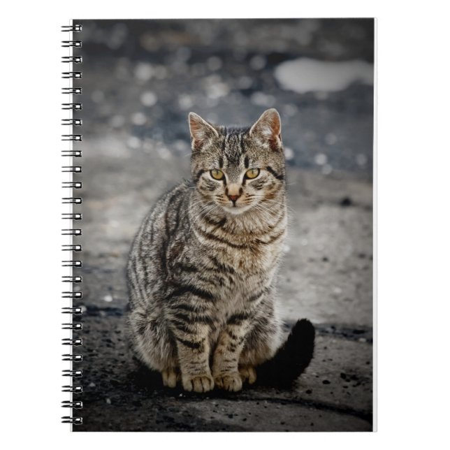 Cuaderno Retrato de un gato (Frente)