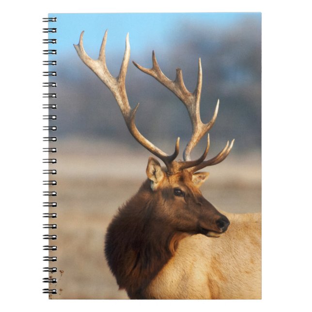 Cuaderno Retrato de un impresionante alce toro (Frente)