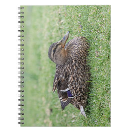 Cuaderno Retrato de un mallard femenino