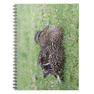 Cuaderno Retrato de un mallard femenino