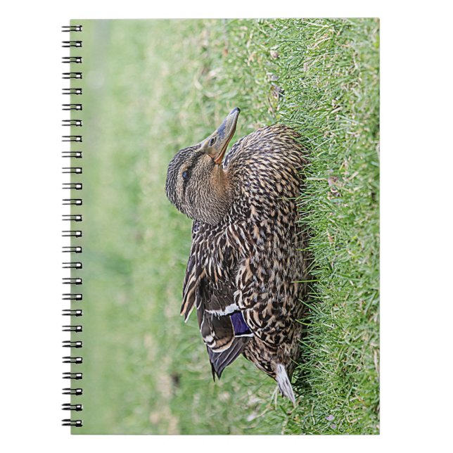 Cuaderno Retrato de un mallard femenino (Frente)