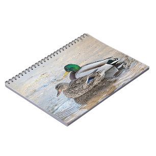 Cuaderno Retrato de un mallard masculino y femenino