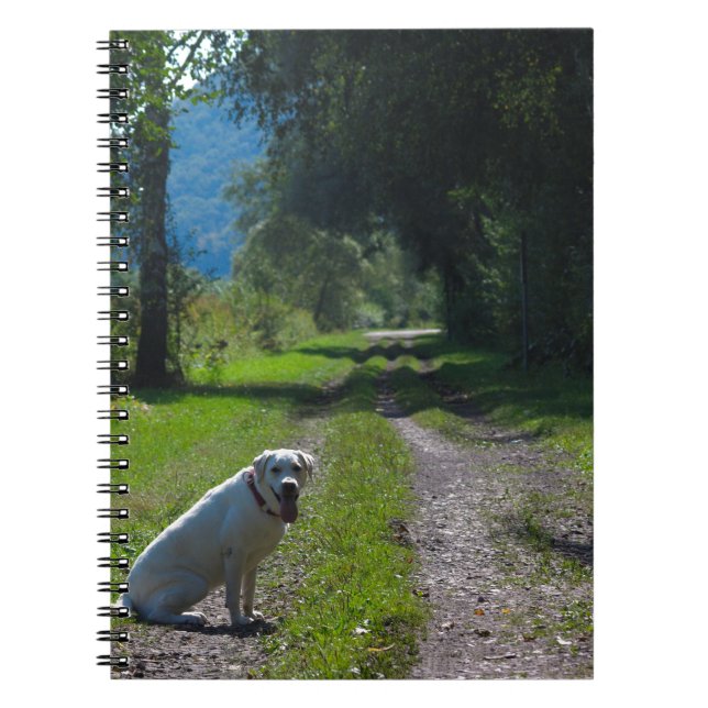 Cuaderno Retrato de un recuperador dorado sentado (Frente)