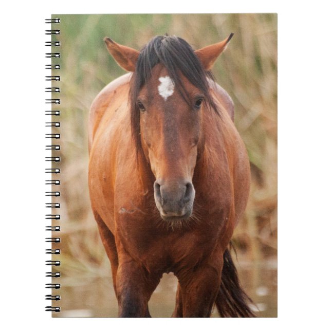 Cuaderno Retrato de un salvaje Mustang (Frente)