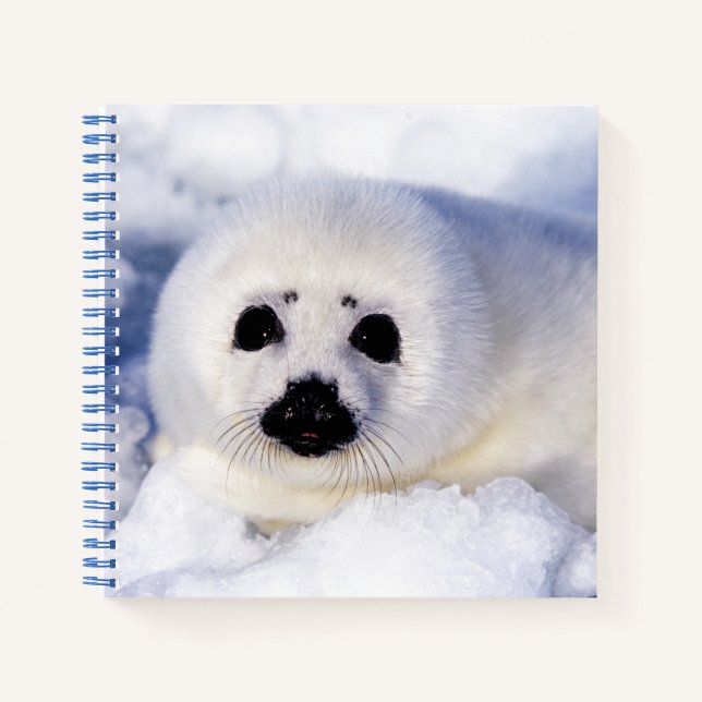 Cuaderno Retrato de una cría de foca común (Anverso)