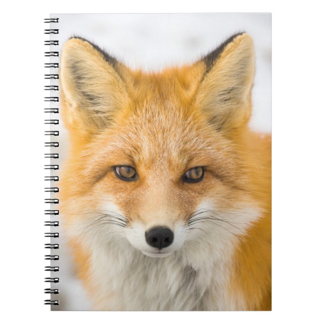 Cuaderno Retrato de zorro rojo (Frente)