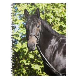 Cuaderno retrato del caballo marrón 2