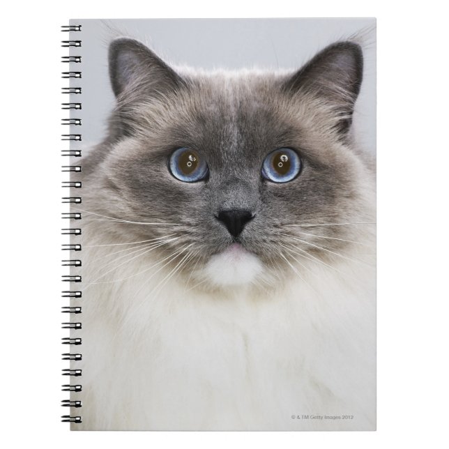 Cuaderno Retrato del gato de Ragdoll (Frente)