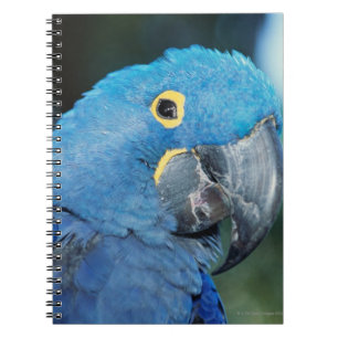 Cuaderno Retrato del loro del macaw del jacinto