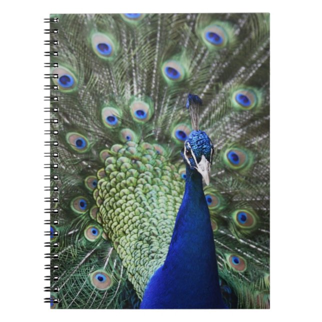 Cuaderno Retrato del pavo real con las plumas hacia fuera (Frente)